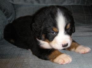 BerneseMountainDogPup